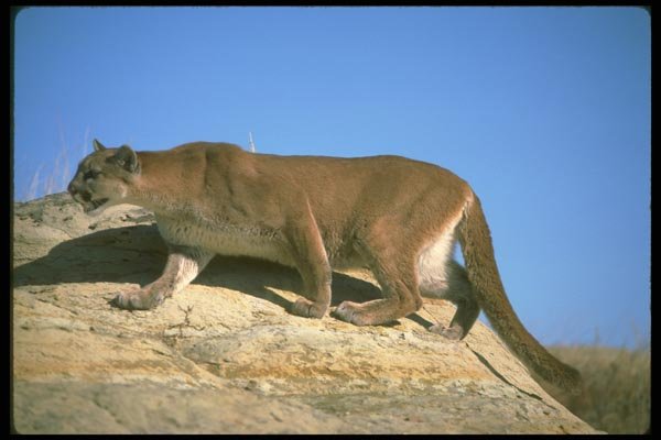 136008 Cougar Stalking A4 Photo Print