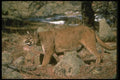 136009 Cougar Strolling Through Forest A4 Photo Print