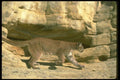136010 Cougar Charging A4 Photo Print