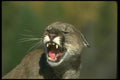 136011 Cougar Snarling (Autumn) A4 Photo Print
