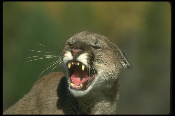 136011 Cougar Snarling (Autumn) A4 Photo Print