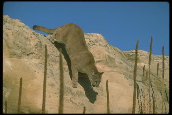 136012 Cougar Descending Canyon Wall A4 Photo Print