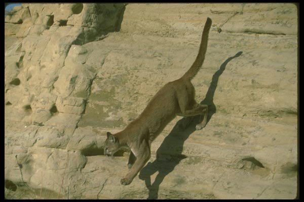 136013 Cougar Descending Canyon Wall A4 Photo Print
