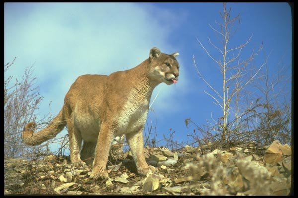 136014 Cougar Eyeing Prey A4 Photo Print