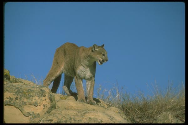 136015 Cougar On Hill Top A4 Photo Print