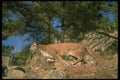 136016 Cougar Running A4 Photo Print