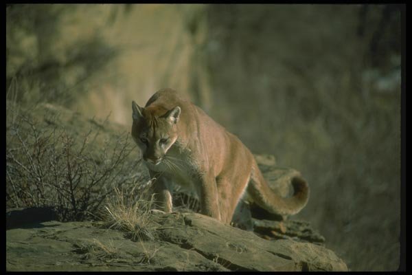 136017 Cougar Climbing Along Mountain Side A4 Photo Print