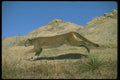 136018 Cougar Charging A4 Photo Print