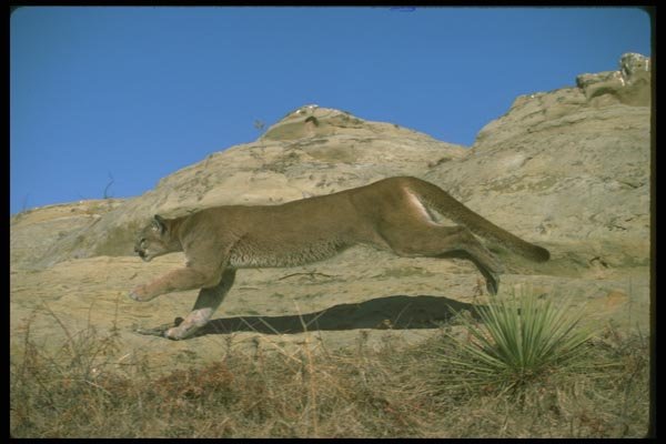 136018 Cougar Charging A4 Photo Print
