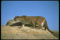 136019 Cougar Stalking A4 Photo Print
