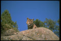 136020 Cougar On Hill Top A4 Photo Print