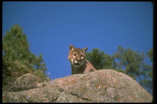 136020 Cougar On Hill Top A4 Photo Print