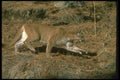 136021 Cougar Running A4 Photo Print