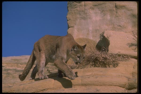 136022 Cougar Stalking A4 Photo Print
