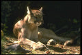 136023 Cougar Relaxing A4 Photo Print