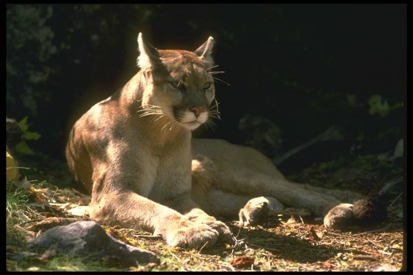136023 Cougar Relaxing A4 Photo Print