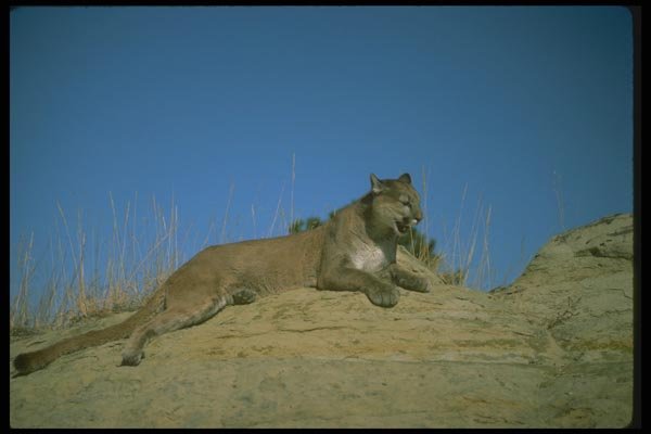 136024 Cougar Lying Down A4 Photo Print