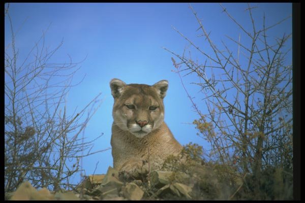 136025 Cougar Watching A4 Photo Print