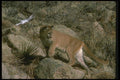 136026 Cougar Climbing Hillside A4 Photo Print
