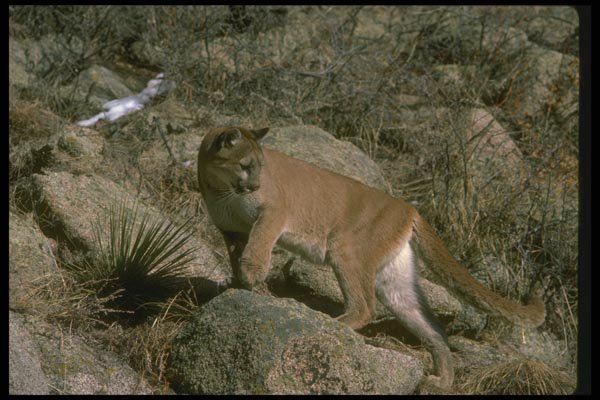 136026 Cougar Climbing Hillside A4 Photo Print