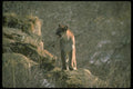 136027 Cougar On Hillside A4 Photo Print