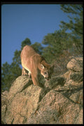 136028 Cougar Descending Mountain A4 Photo Print