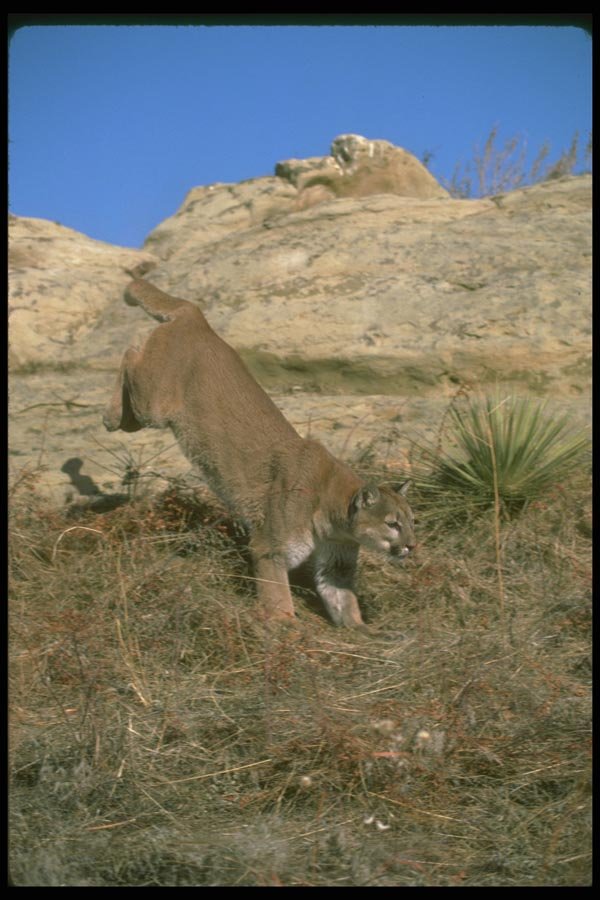 136029 Cougar Charging A4 Photo Print