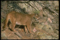 136030 Cougar Descending Hill A4 Photo Print