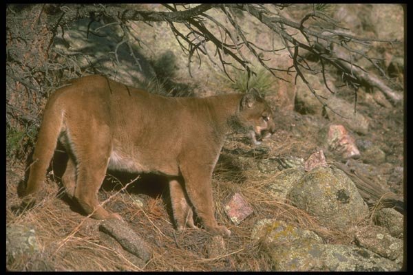 136030 Cougar Descending Hill A4 Photo Print