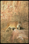 136031 Cougar Strolling Along Hill Bottom A4 Photo Print