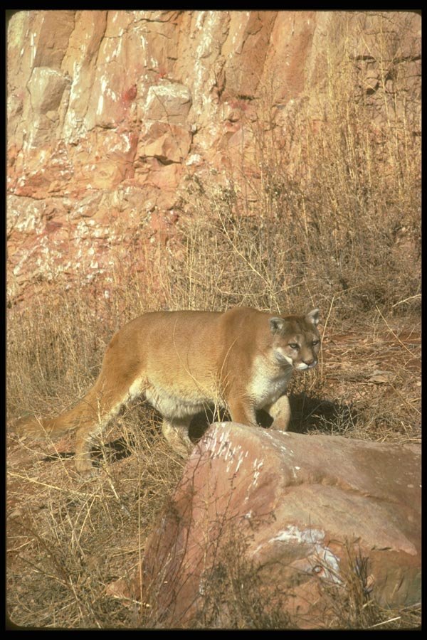 136031 Cougar Strolling Along Hill Bottom A4 Photo Print
