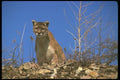 136032 Cougar Watching A4 Photo Print