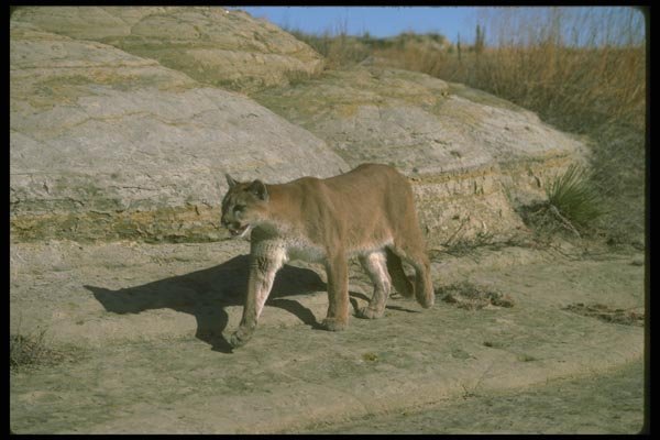 136033 Cougar Walking Along Hillside A4 Photo Print
