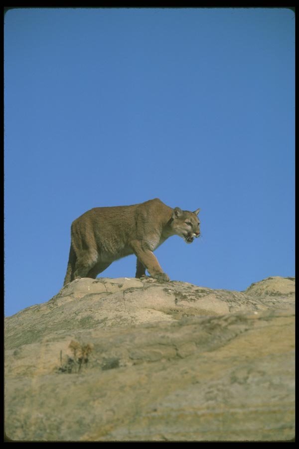 136034 Cougar On Hill A4 Photo Print