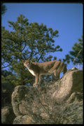136035 Cougar On Hill Top A4 Photo Print