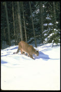 136036 Cougar At Edge Of Snowy Woods A4 Photo Print