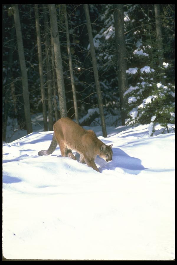 136036 Cougar At Edge Of Snowy Woods A4 Photo Print