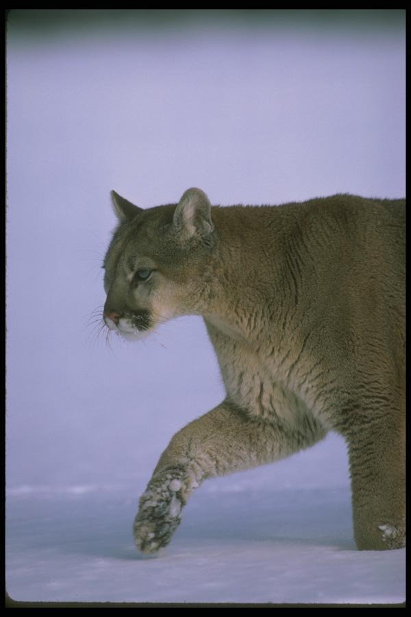 136037 Cougar On Snow Close Up A4 Photo Print