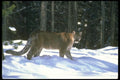 136038 Cougar At Edge Of Snowy Woods A4 Photo Print