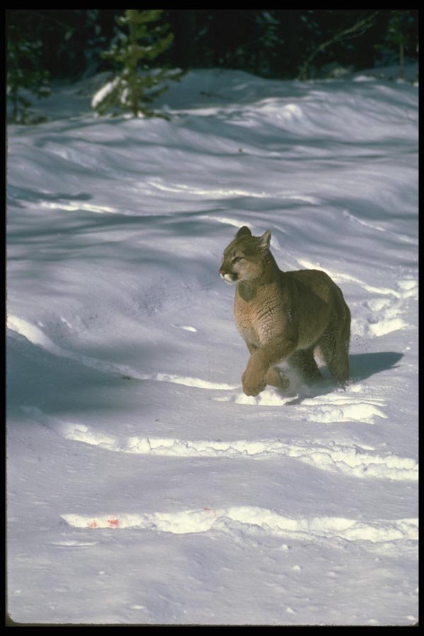 136039 Cougar Charging A4 Photo Print