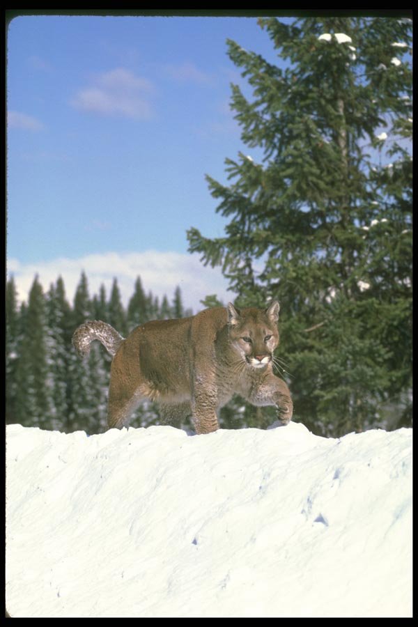 136040 Cougar Stalking Along Snowy Skyline A4 Photo Print