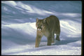 136041 Cougar At Edge Of Snowy Woods A4 Photo Print