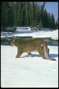 136042 Cougar Walking Beside Snowy River A4 Photo Print