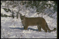 136043 Cougar Adult On Snow A4 Photo Print