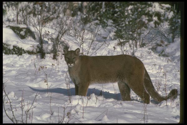 136043 Cougar Adult On Snow A4 Photo Print