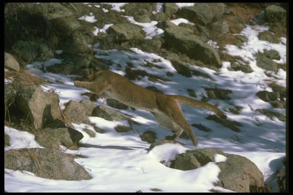 136044 Cougar Attacking A4 Photo Print