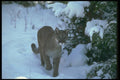 136045 Cougar Adult In Snowy Evergreens A4 Photo Print