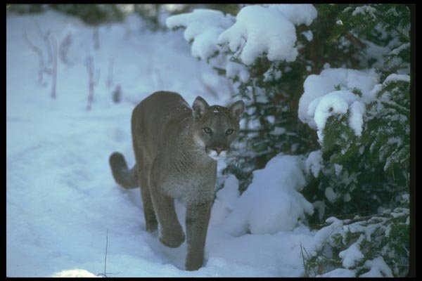 136045 Cougar Adult In Snowy Evergreens A4 Photo Print