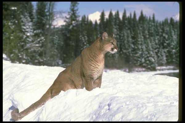 136046 Cougar Sitting On Snowy Skyline A4 Photo Print