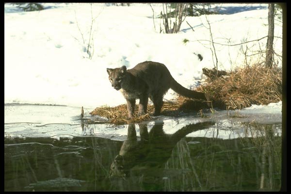 136047 Cougar Sub Adult By Icy Pond A4 Photo Print